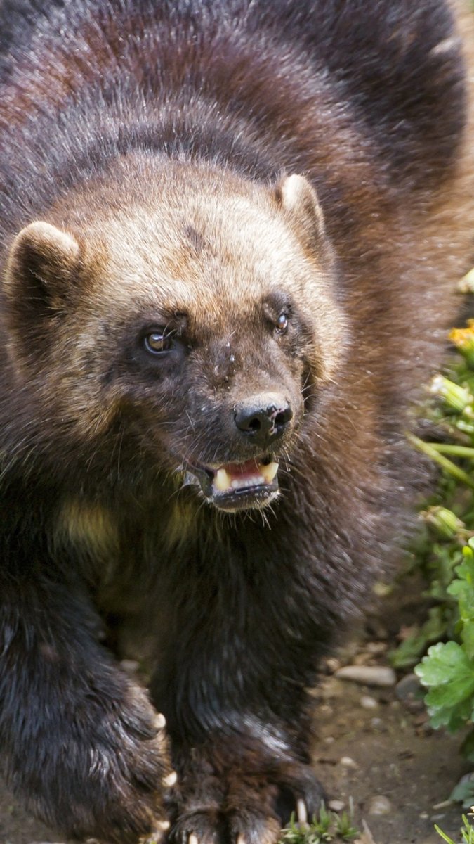 Референсы животных мифических