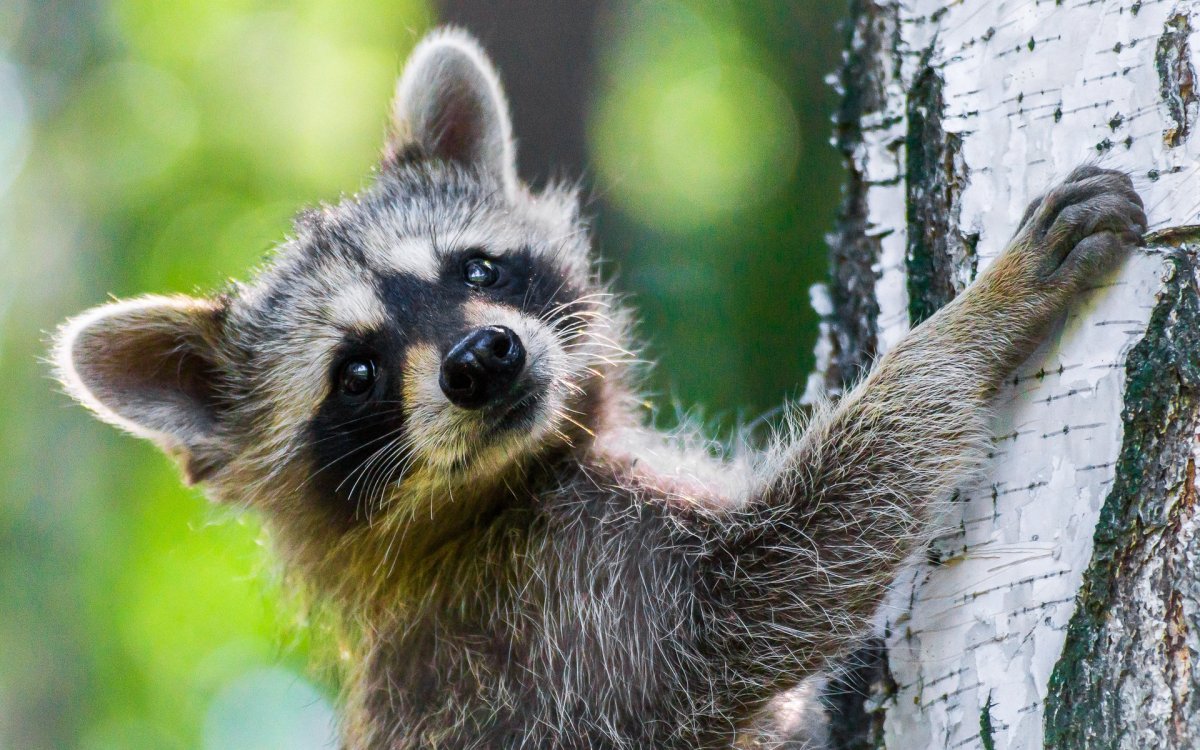 Росомаха детеныш