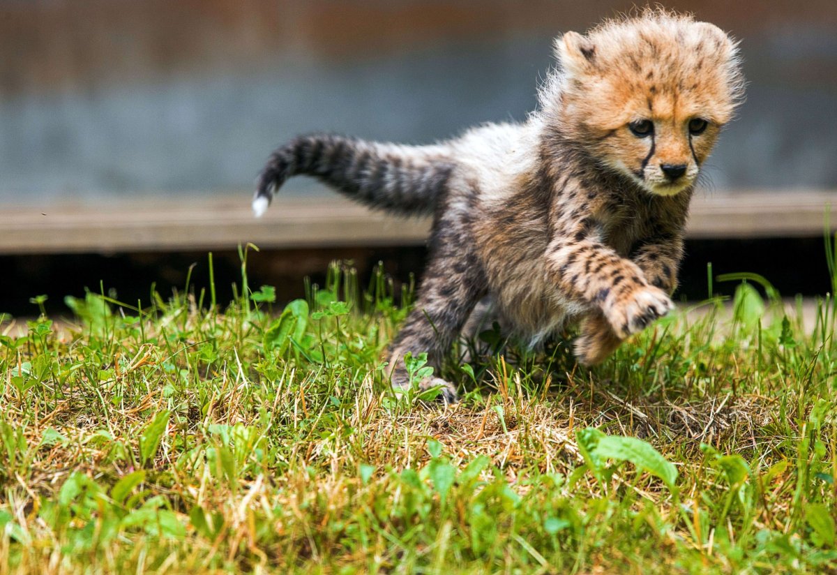 Необычные пушистые животные