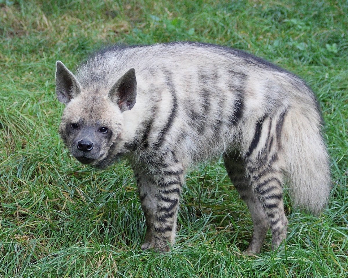 Wood Splitter Lee игрушки