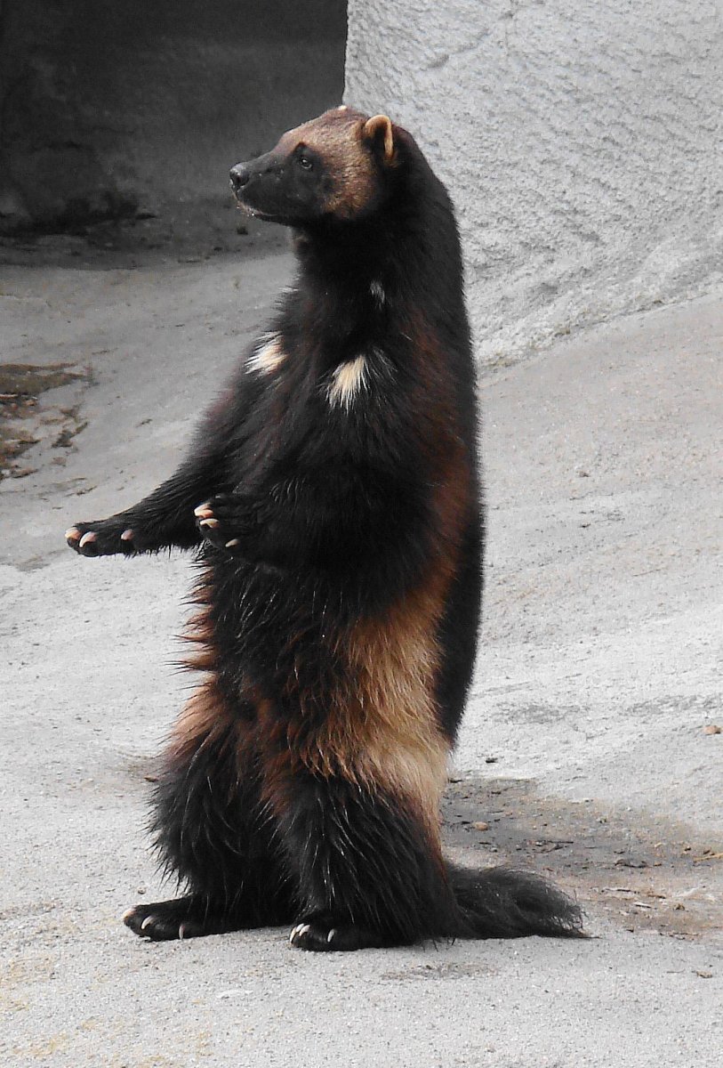 Фауна Мадагаскара презентация