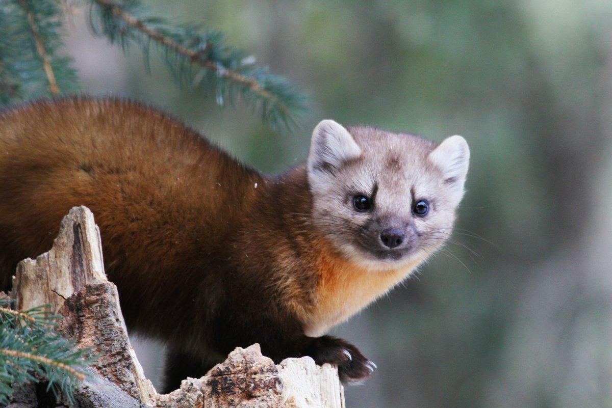 Гризон (млекопитающее)