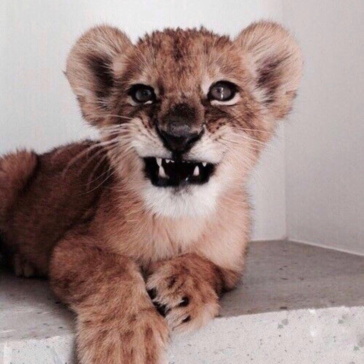 Харза Уссурийская куница