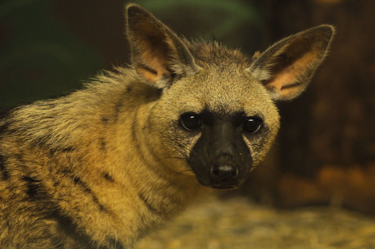 Игрушки Santaniel Inari Foxes