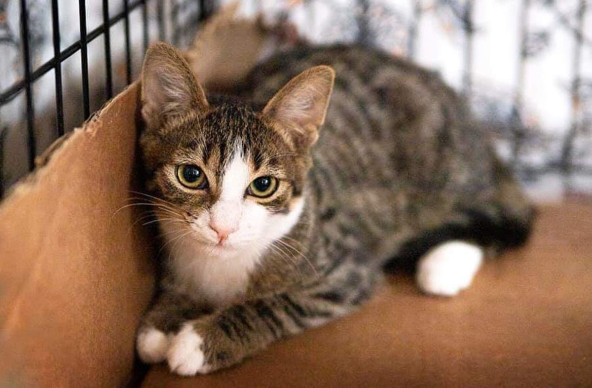 Кот породы метис