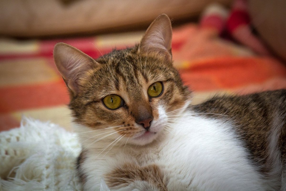 Метис порода кошек рыжий