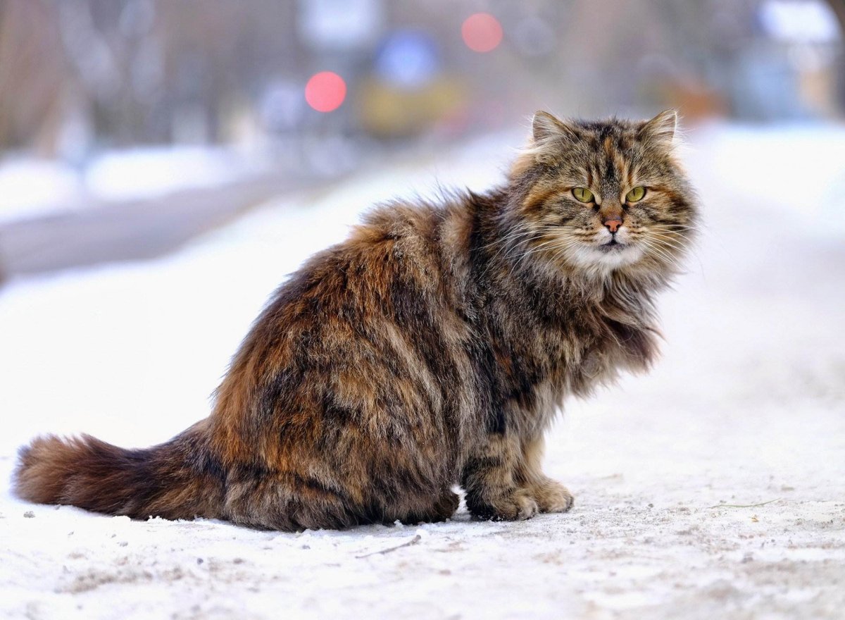 Сибирская кошка ветерок Сиберия