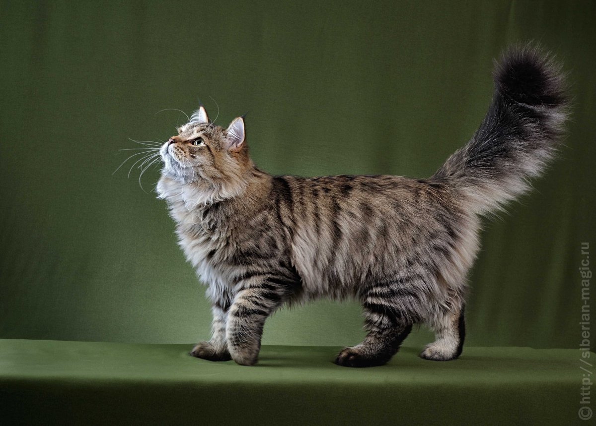 Сибирский Мао кот