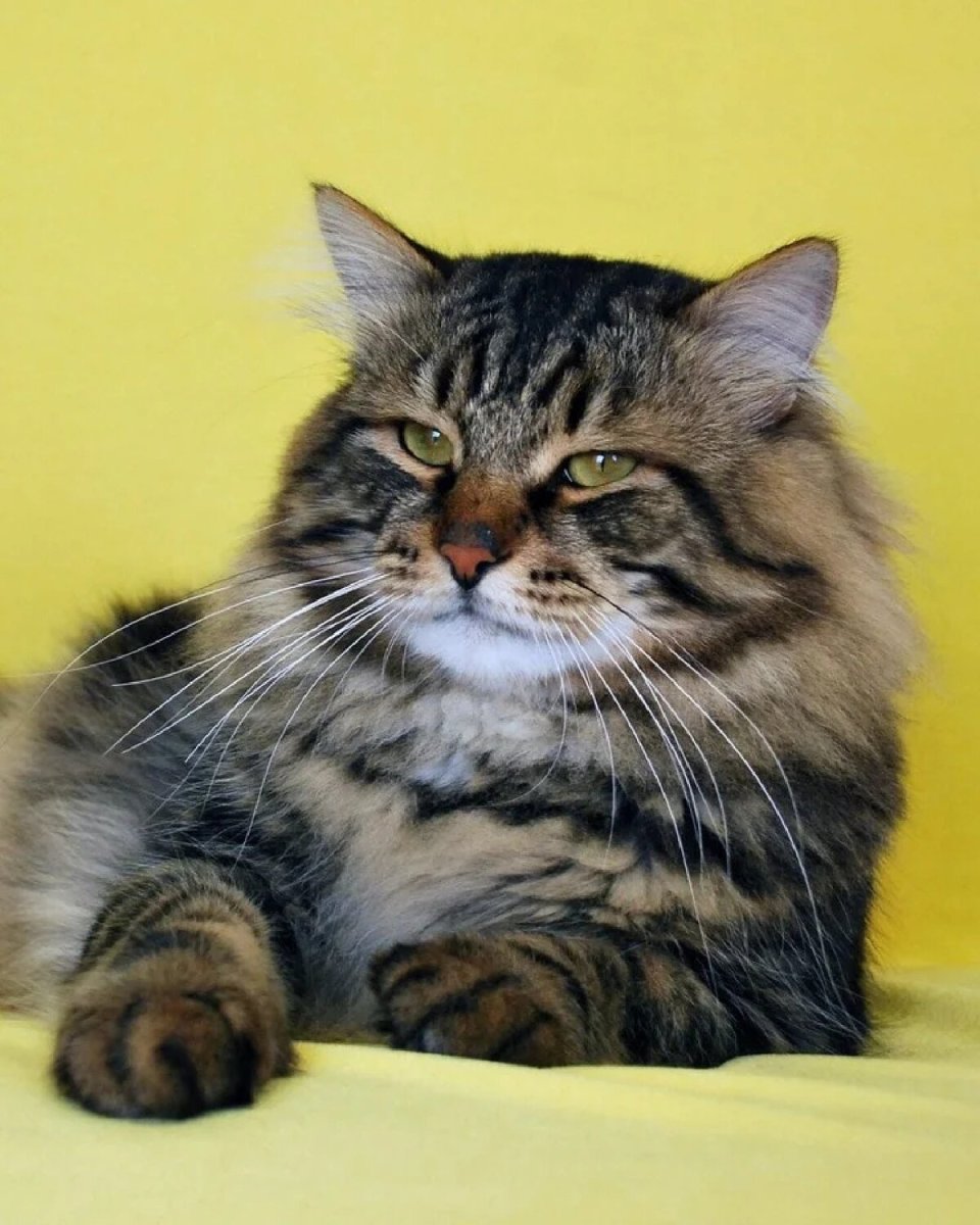 Сибирские коты