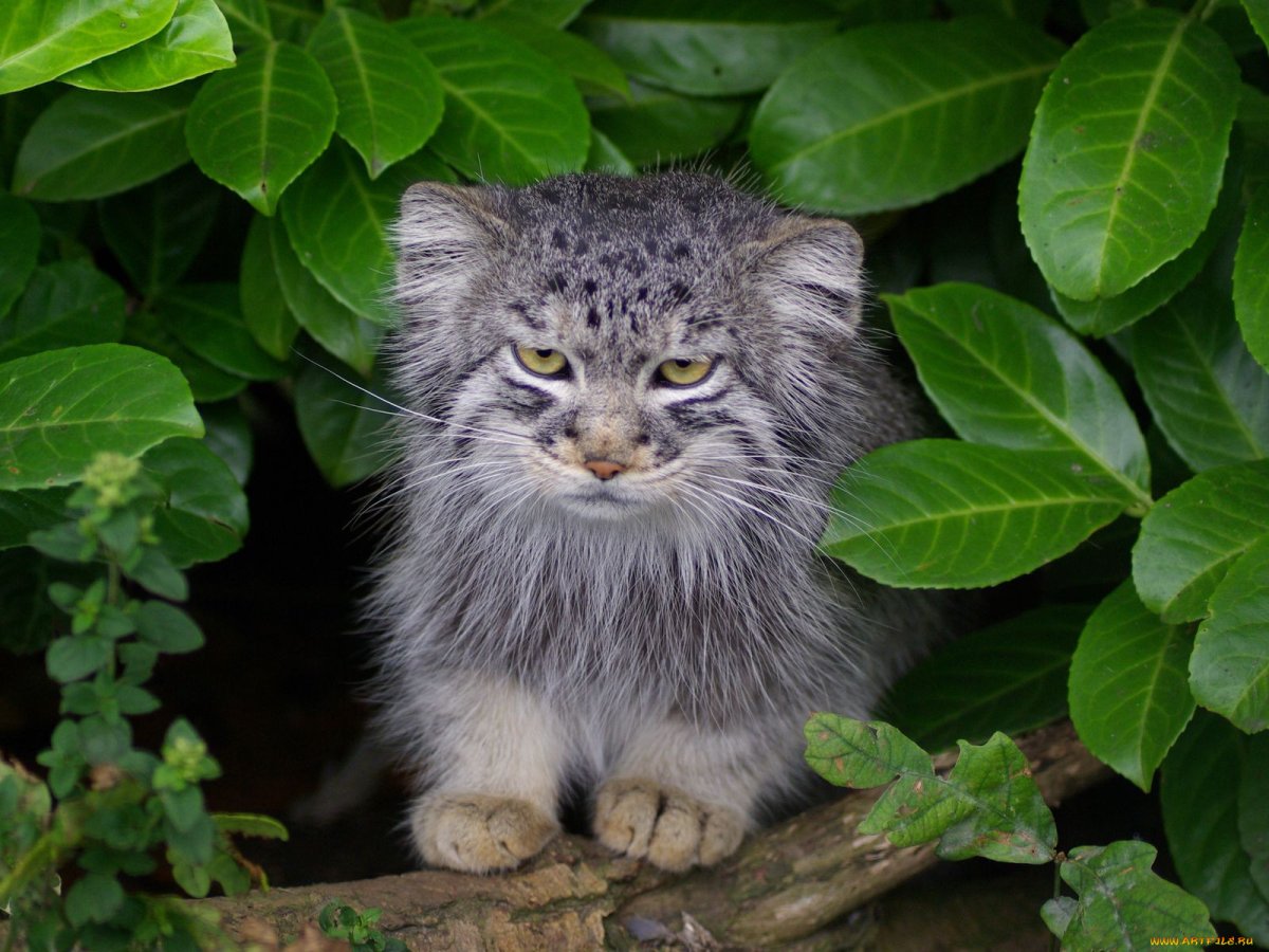 Манул Забайкальский дикий кот