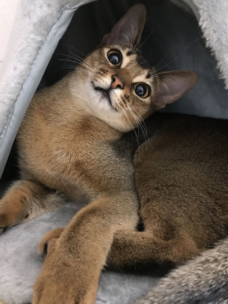 Метис абиссинца