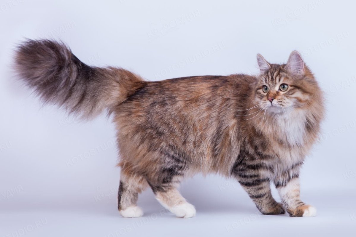 Сибирская длинношерстная кошка