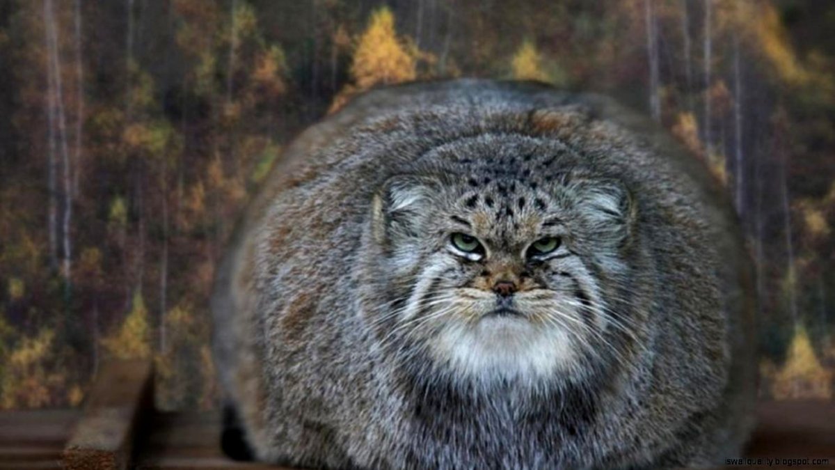 Монгольский кот Манул