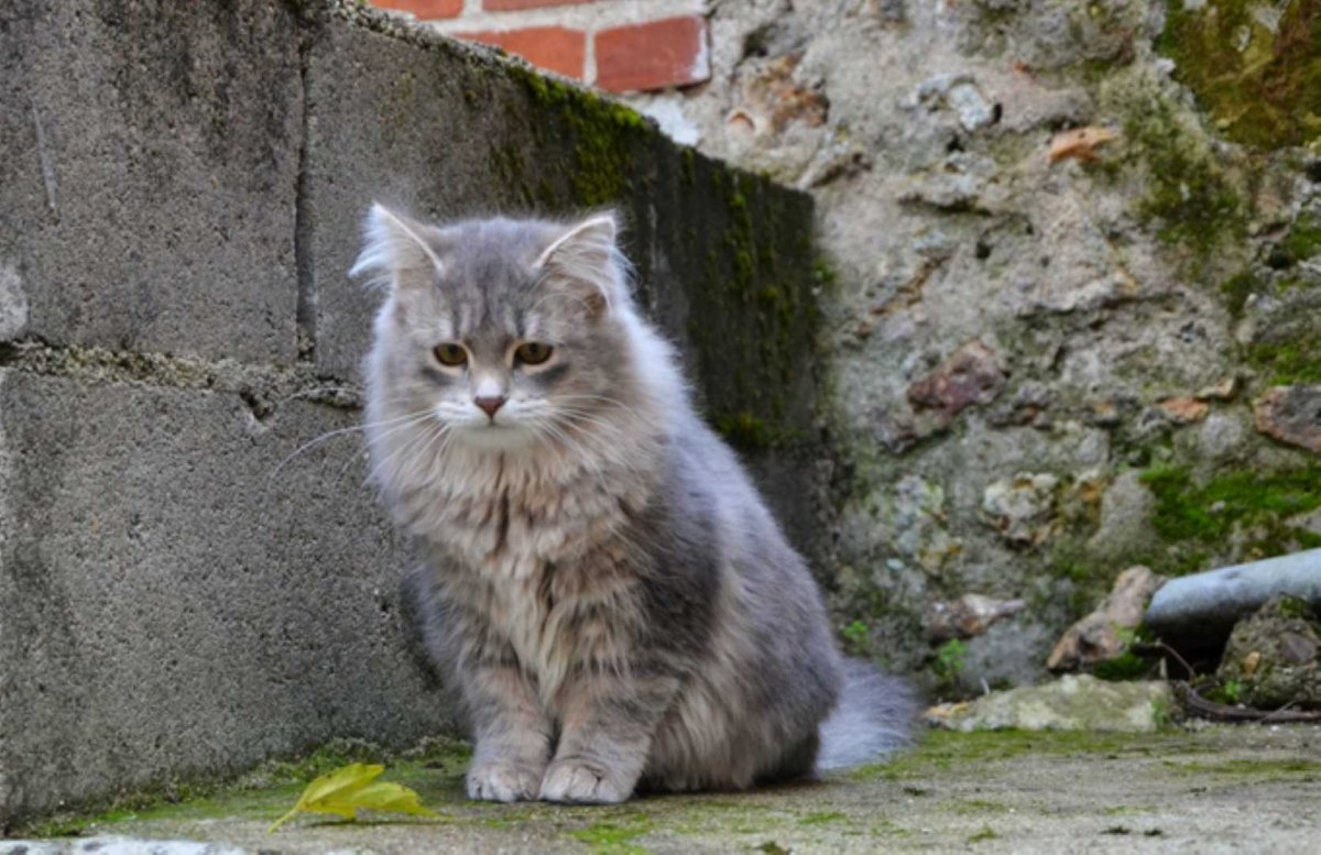 Сибирский кот серый короткошерстный