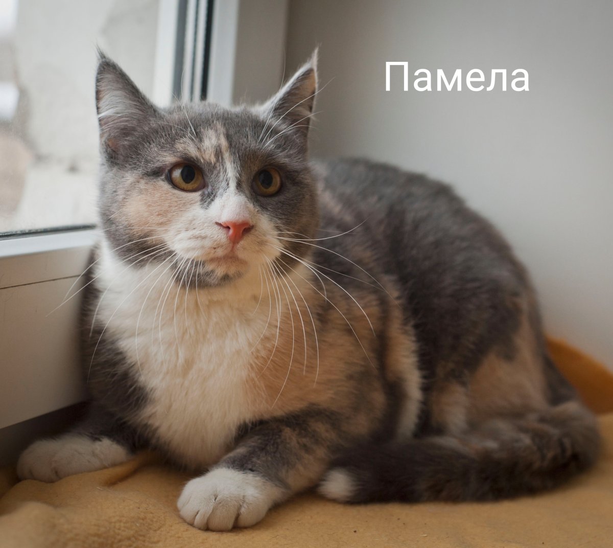 Метисы котов