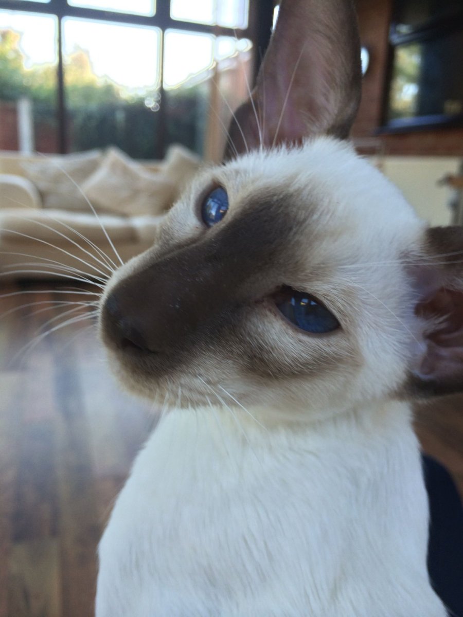 Сиамский кот метис