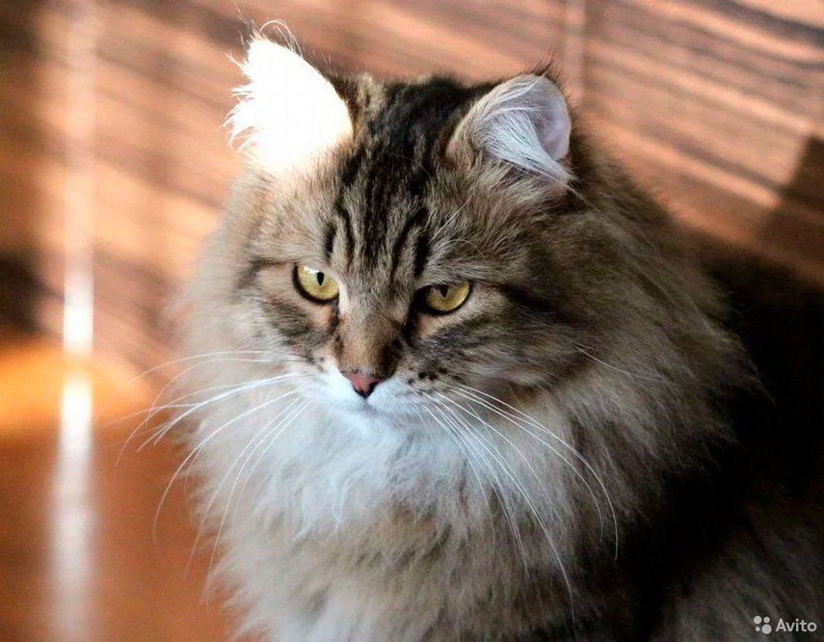 Сибирская кошка