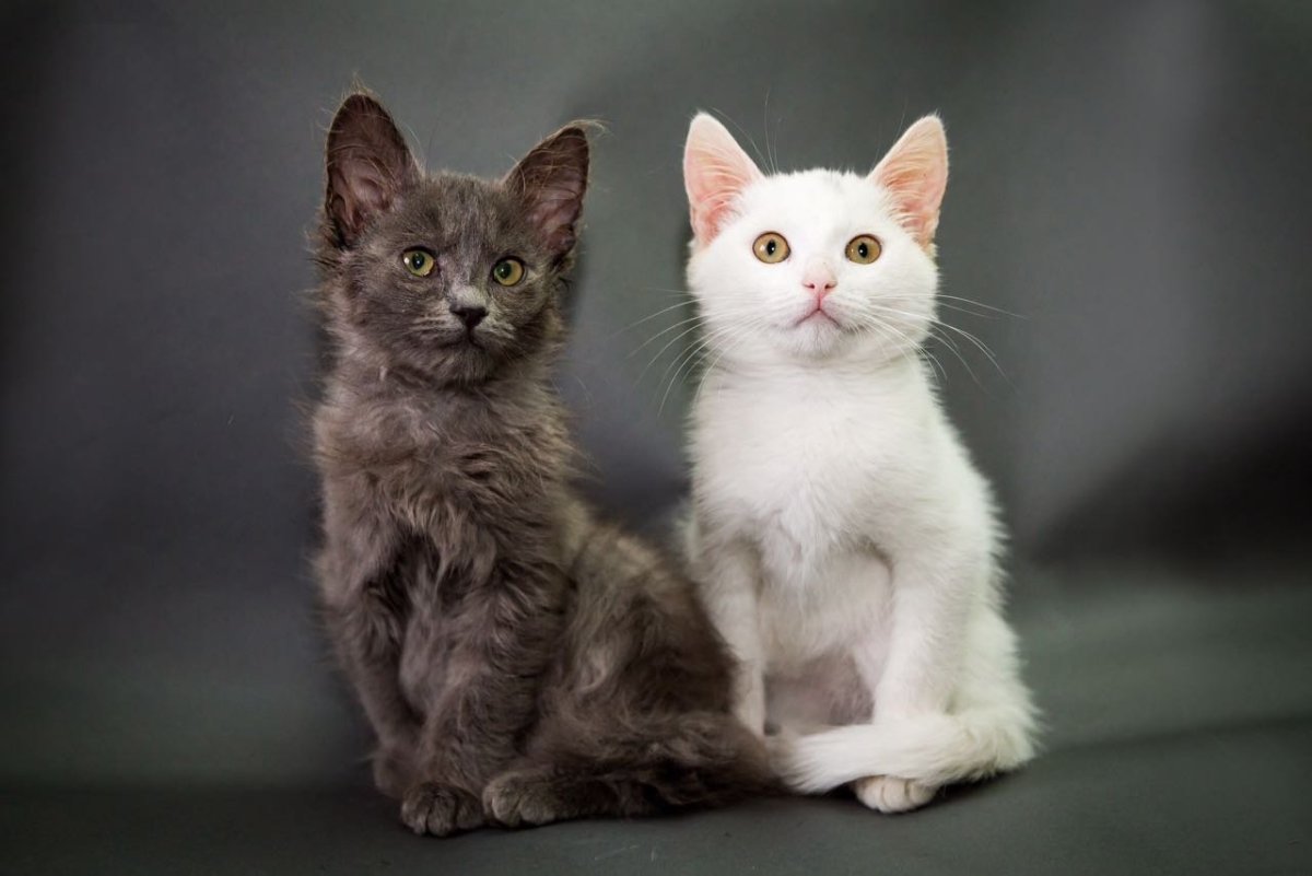 Порода котов метис