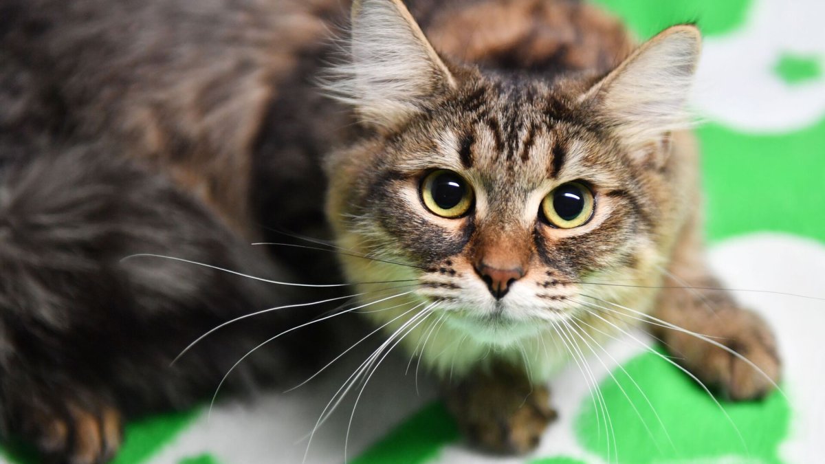 Кот адаптируется