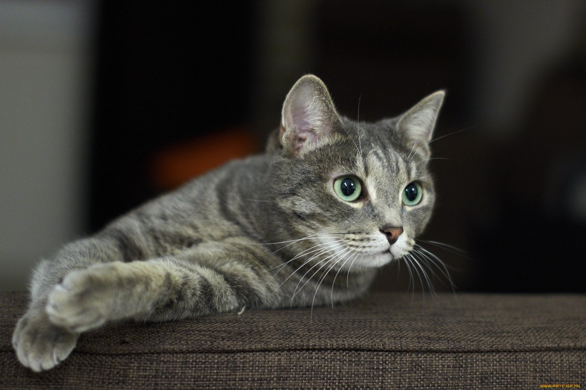 Кошка европейская короткошерстная серая полосатая