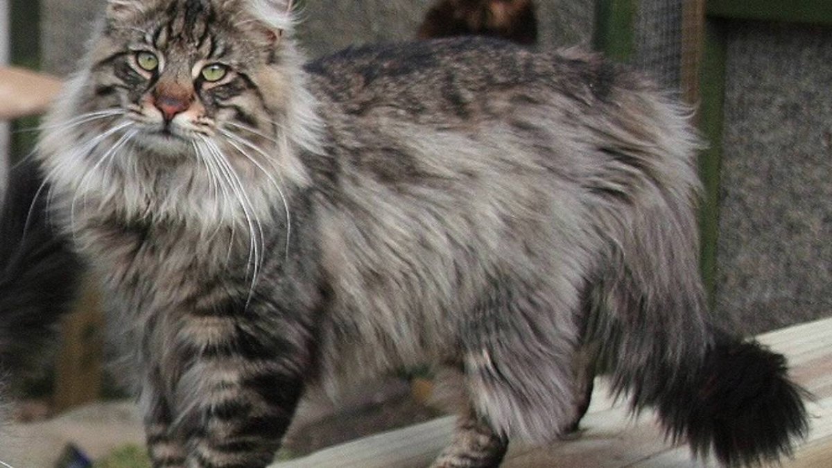 Норвежская Лесная кошка самец