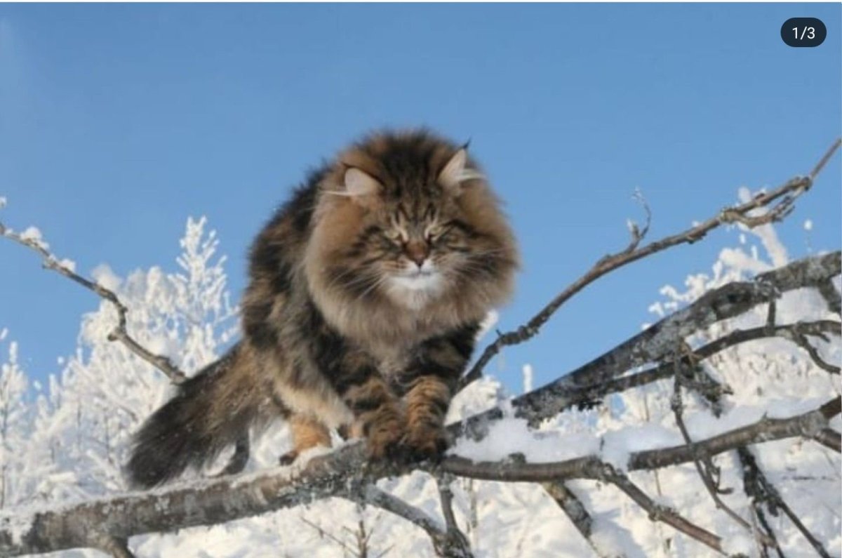 Сибирский кот Уссури