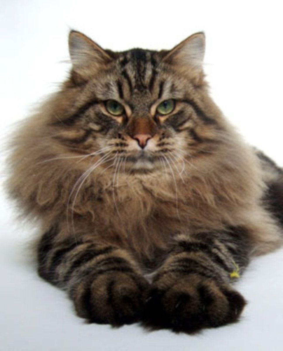 Породы кошек Сибирская кошка