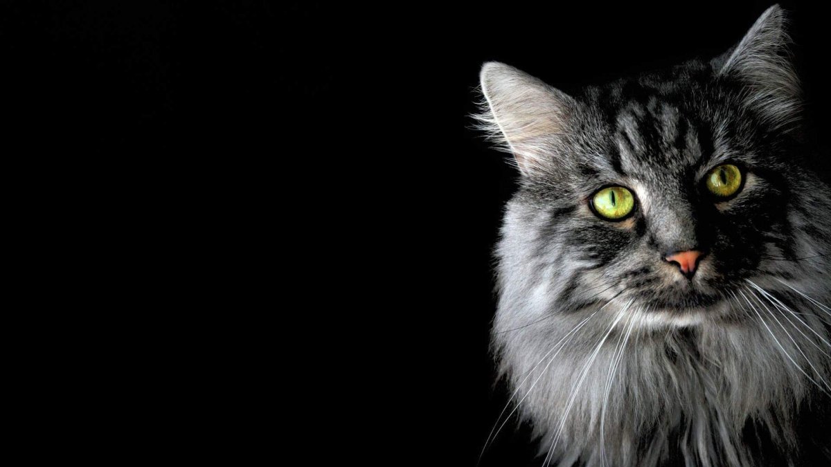 Ава на рабочий стол 1920х1080 HD кошка