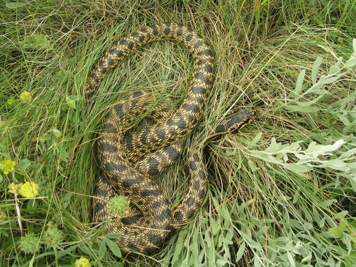 Желтобрюхий Каспийский полоз