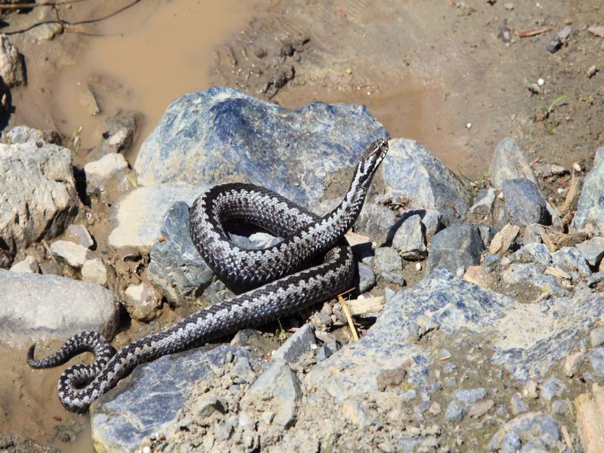 Ядовитые змеи Ставропольского края