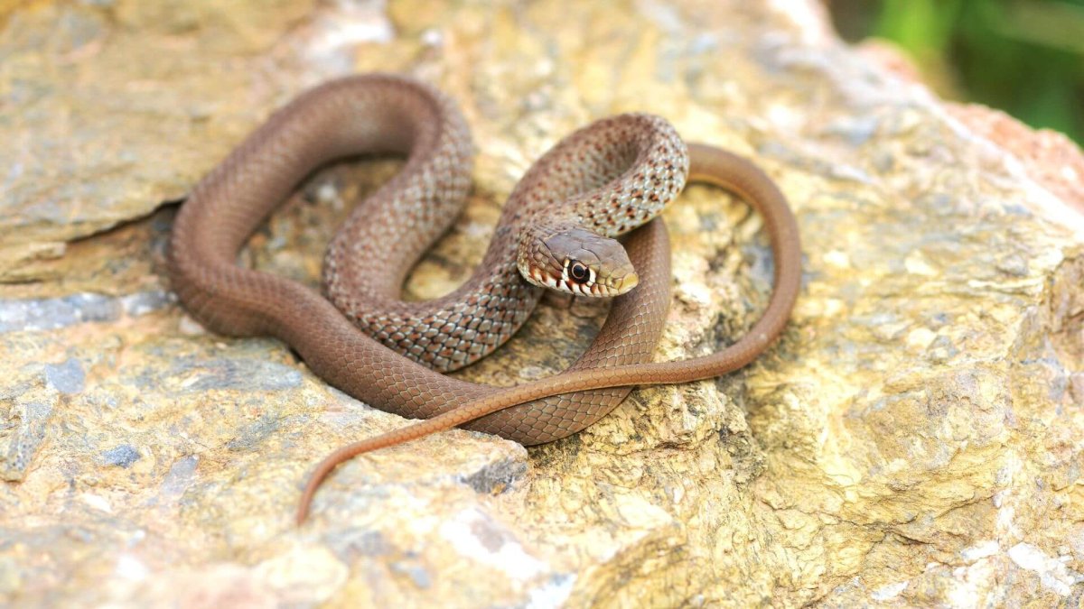 Полоз змея неядовитая белая