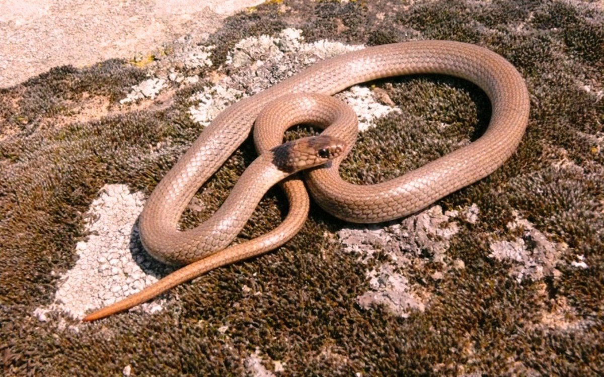 Техасский гремучник змея