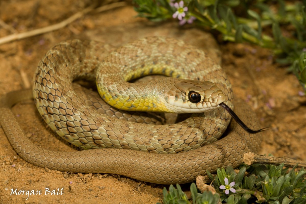 Степная гадюка