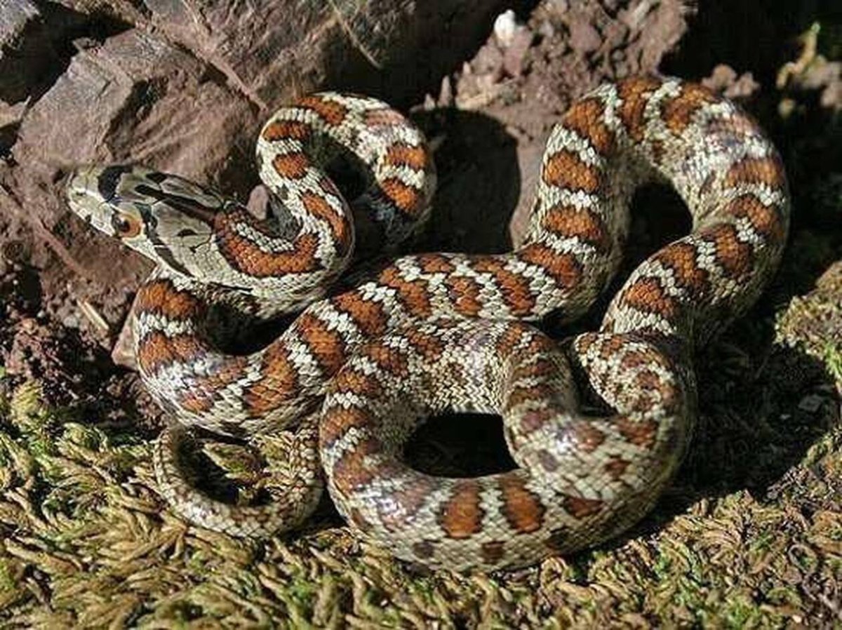 Змеи Крыма фото