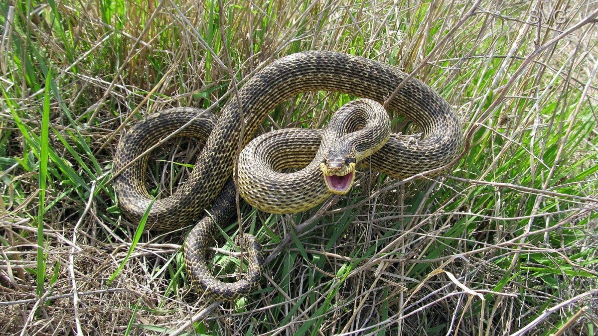 Питон в квартире в Индии