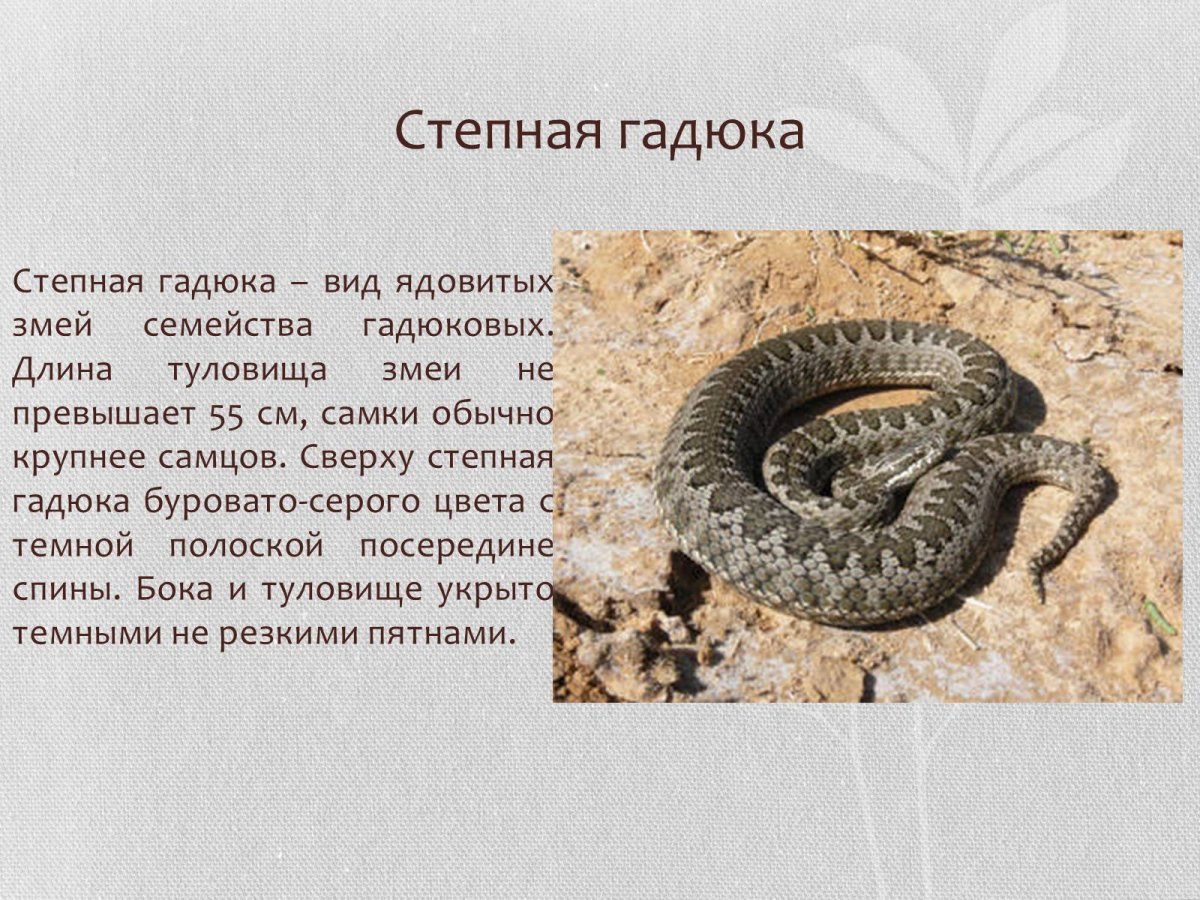 Змея рыболов