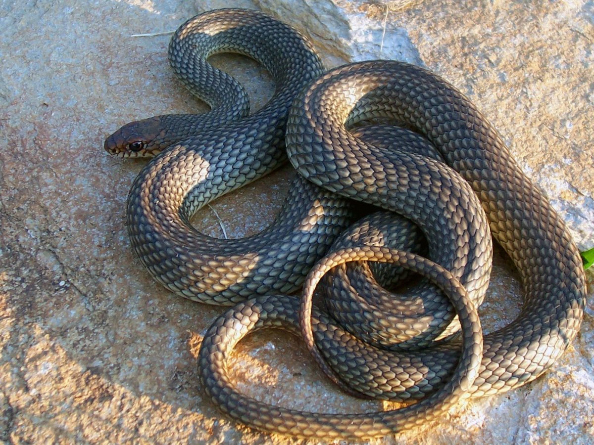 Гадюка Кобра Гюрза