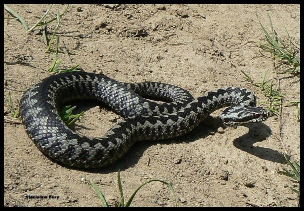 Голубая Кобра с капюшоном