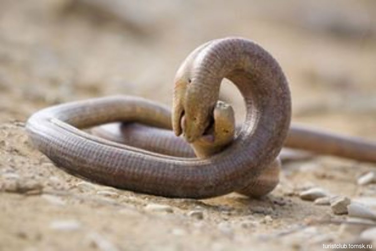 Зеленая гадюка Крым