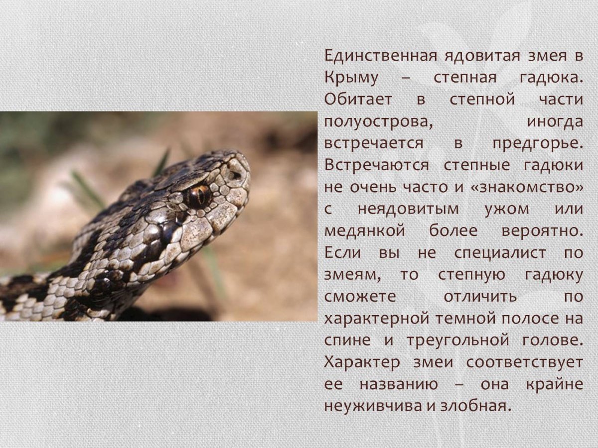 Королевство змей