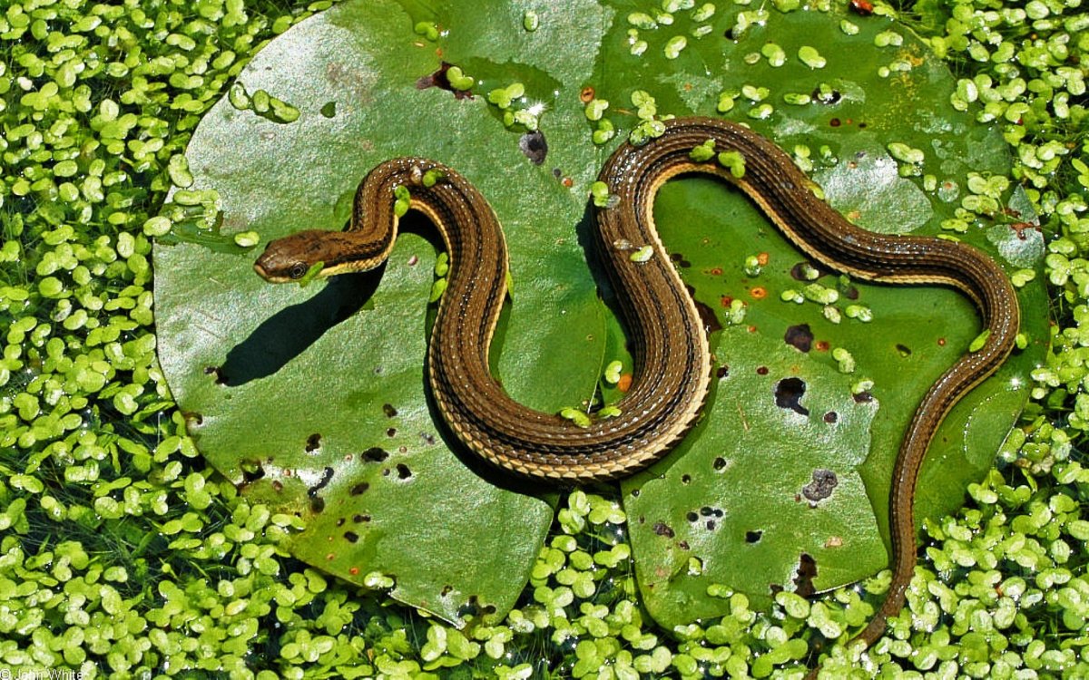 Желтобрюхий Каспийский полоз