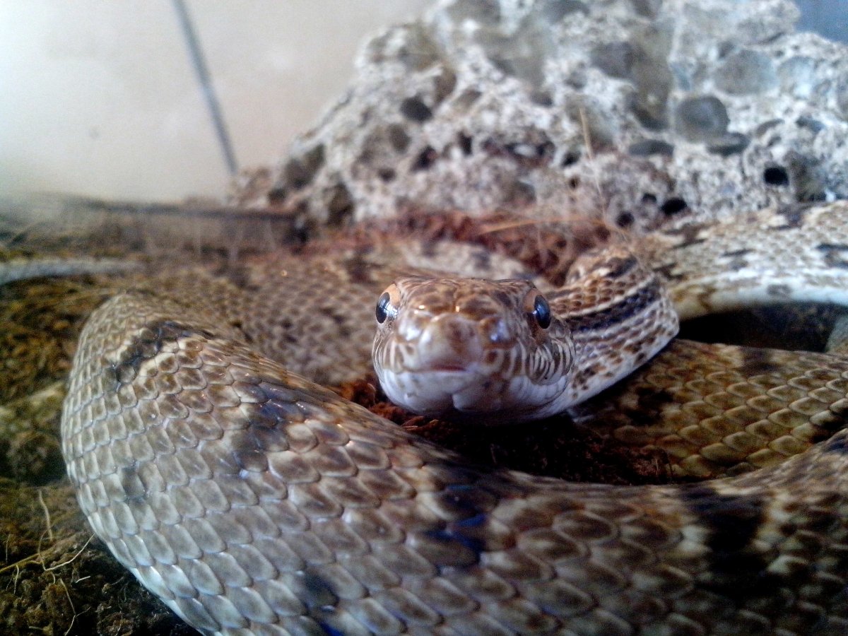 Степная гадюка