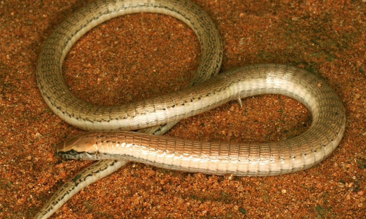 Безногая ящерица желтопузик