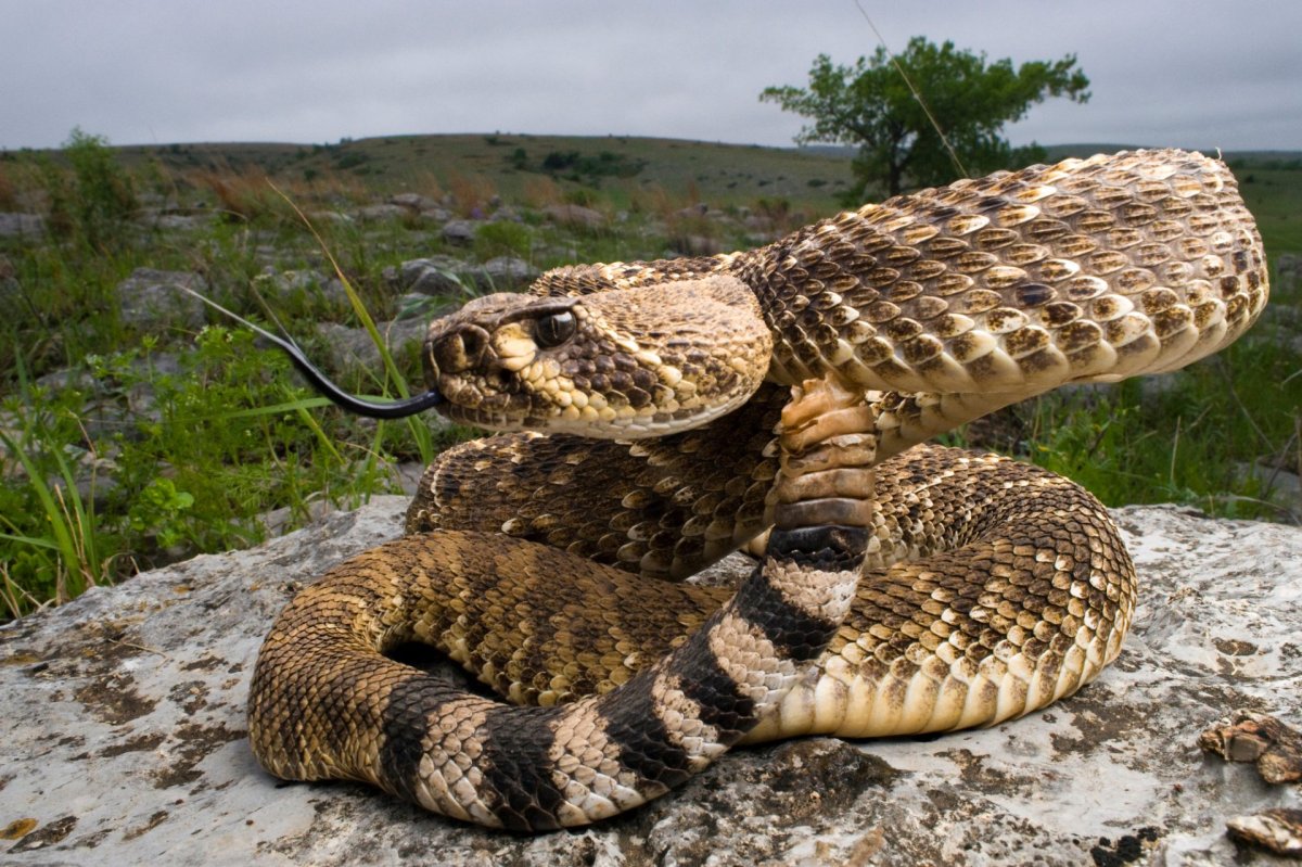 Гадюка Степная (Vipera ursinii)