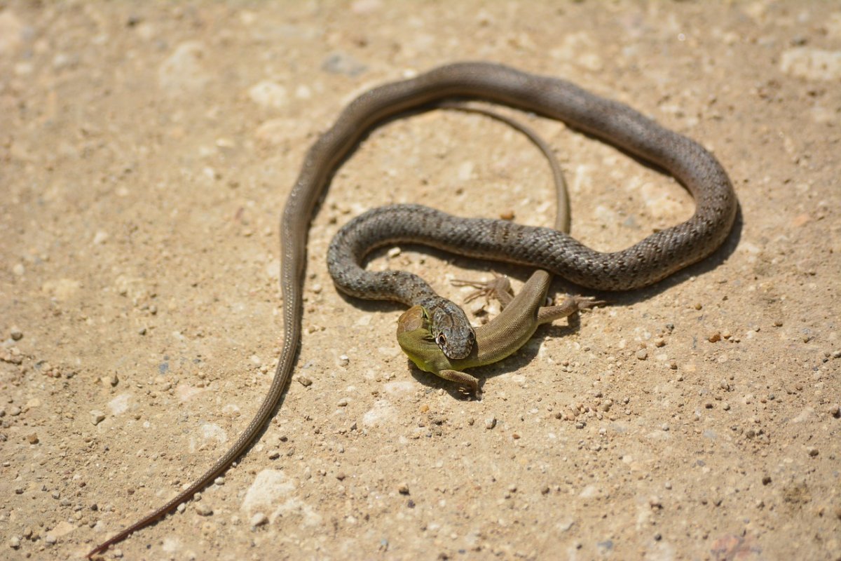 Крымский полоз змея