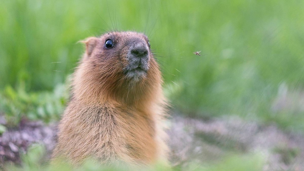 Сурок-Байбак (сурок Степной, Marmota Bobac