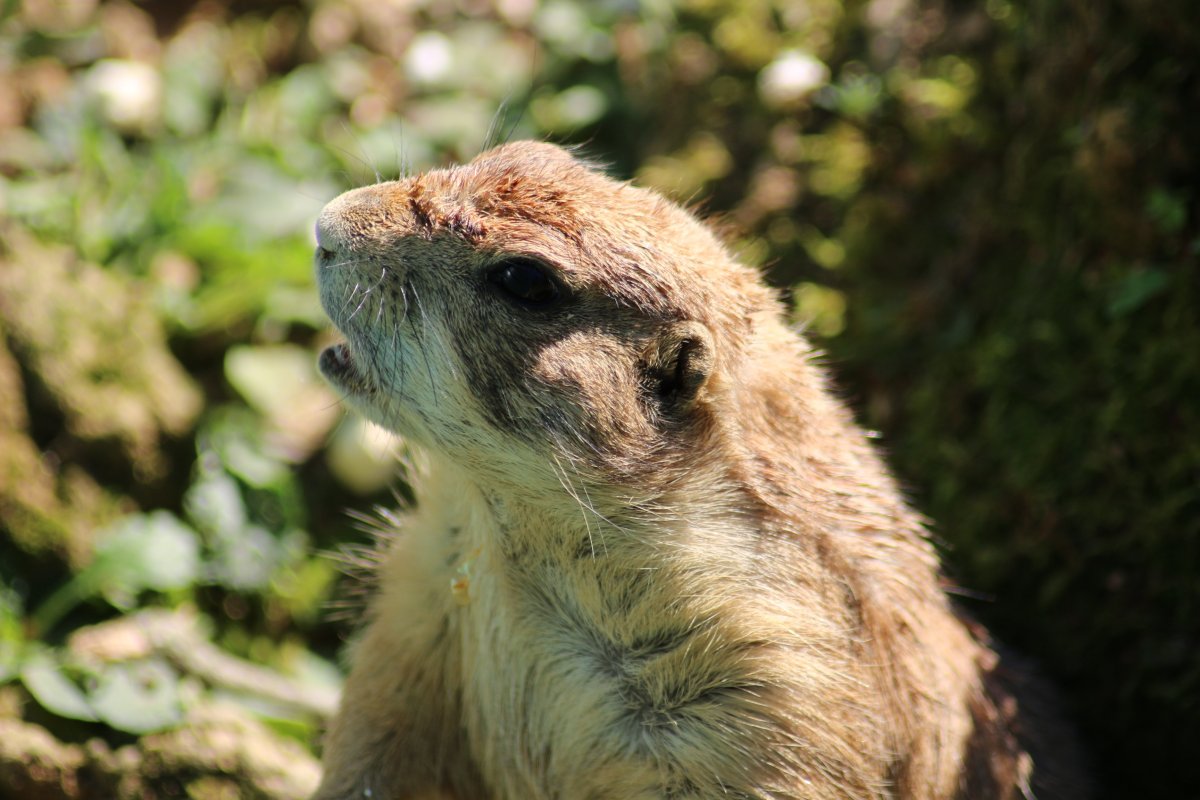 Суслик Луговая собачка Байбак