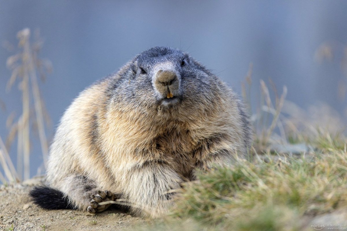 Сурочки картинки