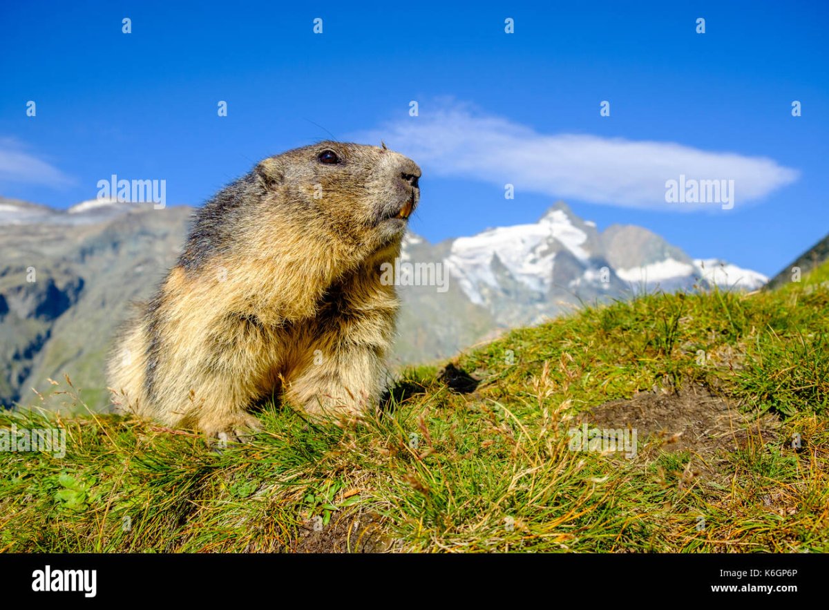 Мармот фильм