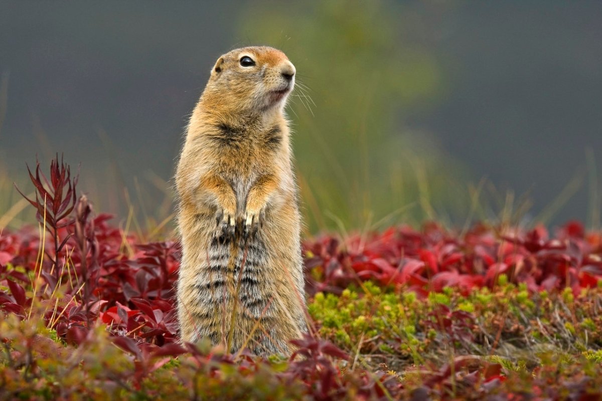 Мармот сурок